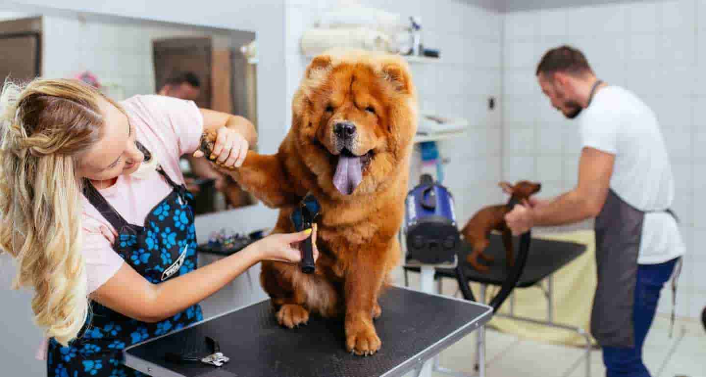 Top-Best-pet-hair-trimmer-in-India