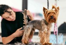 Top-pet-hair-trimmer-India
