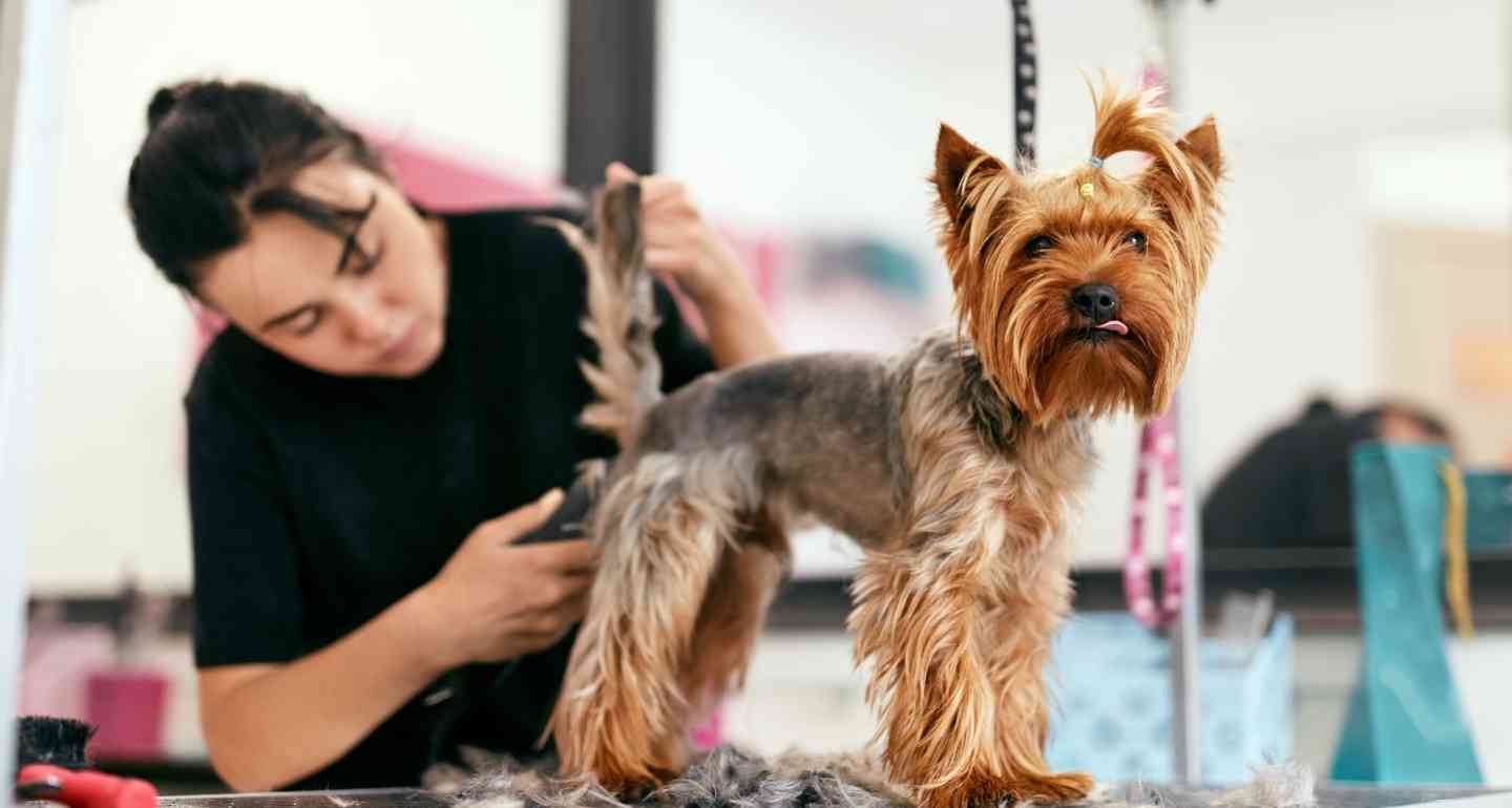 Top-pet-hair-trimmer-India