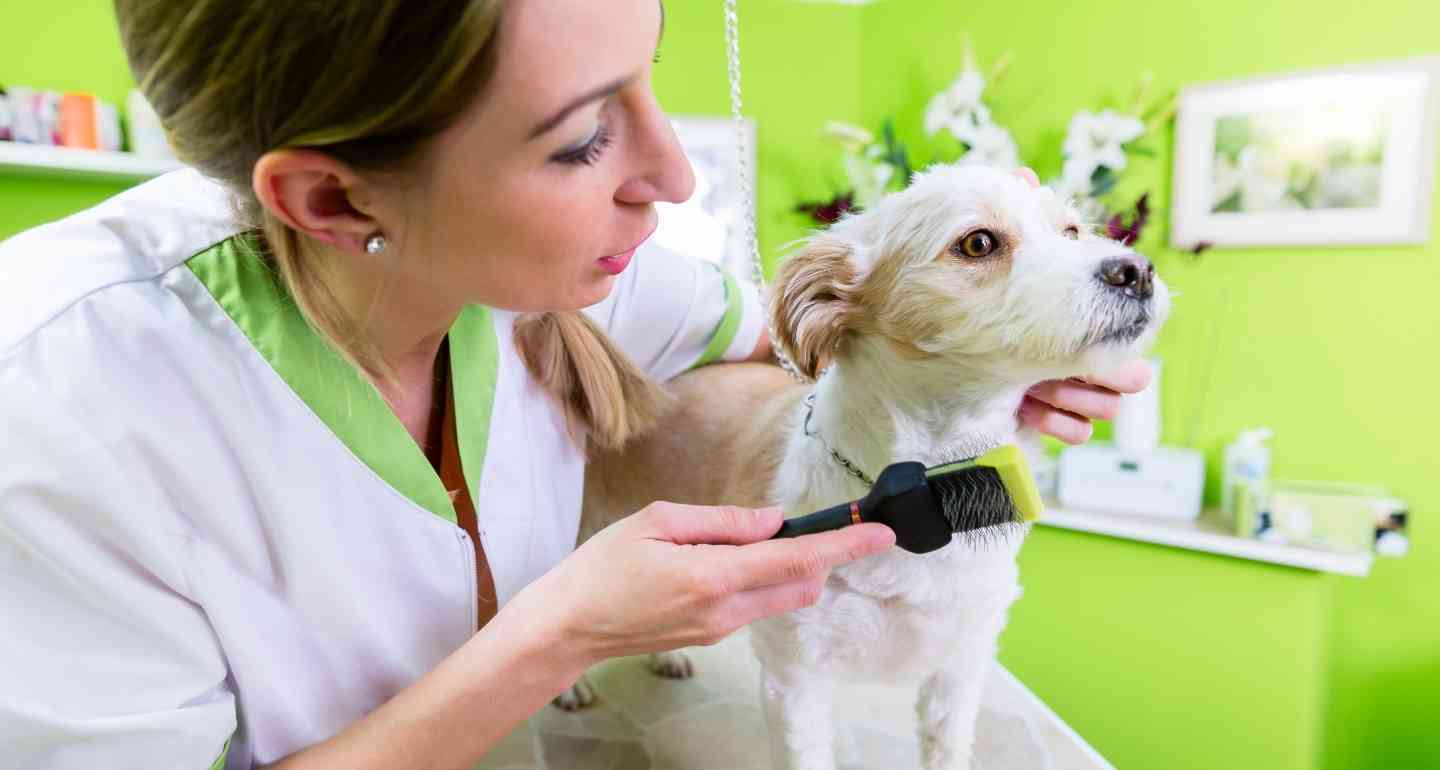 Top-pet-hair-trimmer-in-India