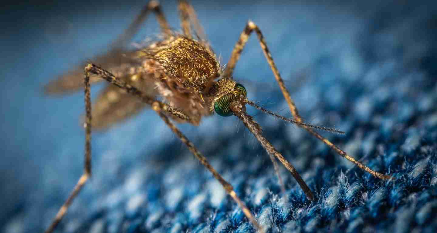 Best-Mosquito-Killer-in-India
